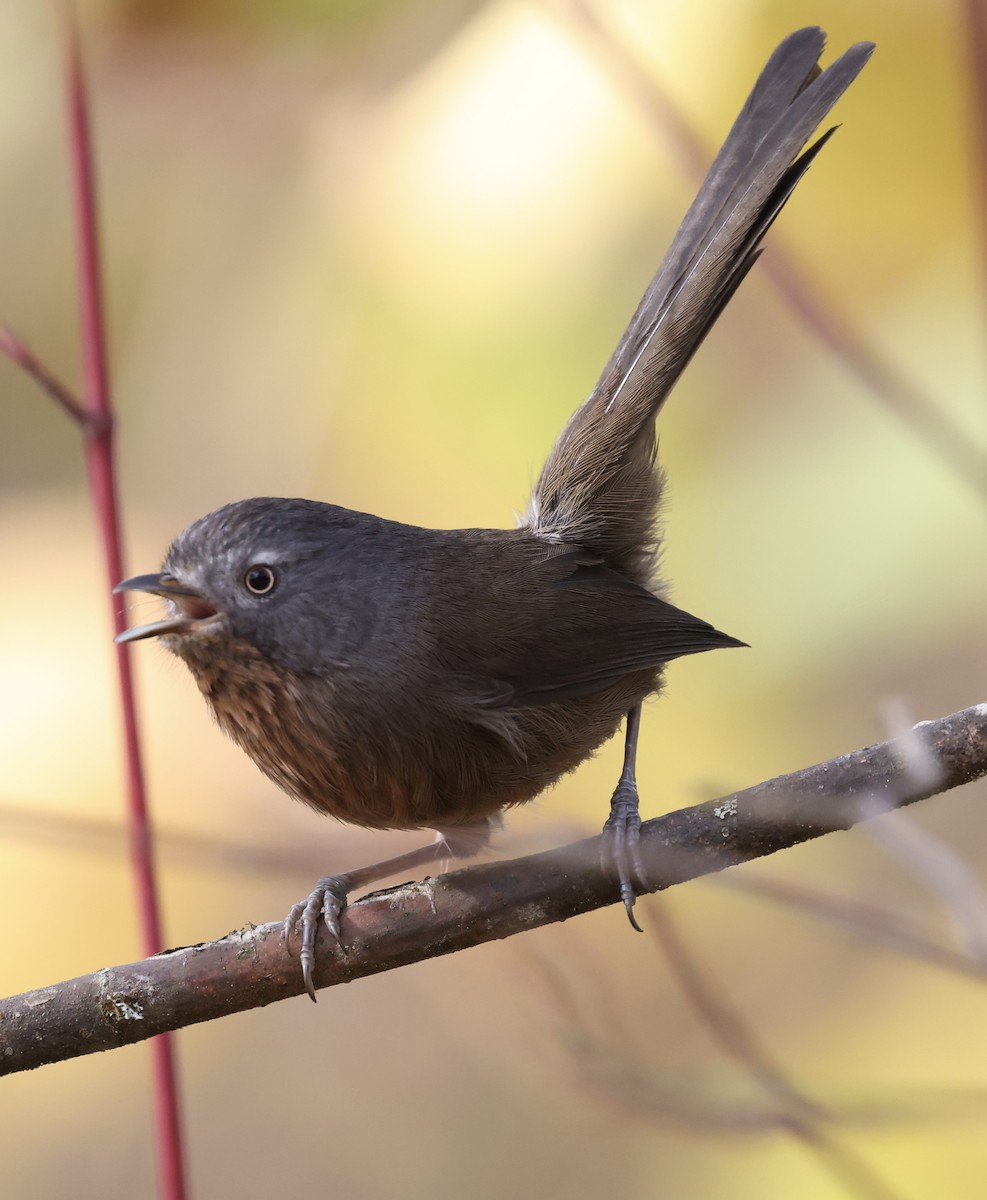 Wrentit - ML645018609