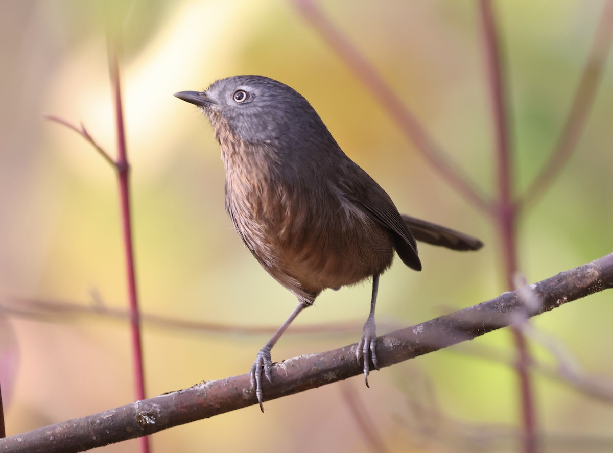 Wrentit - ML645018610