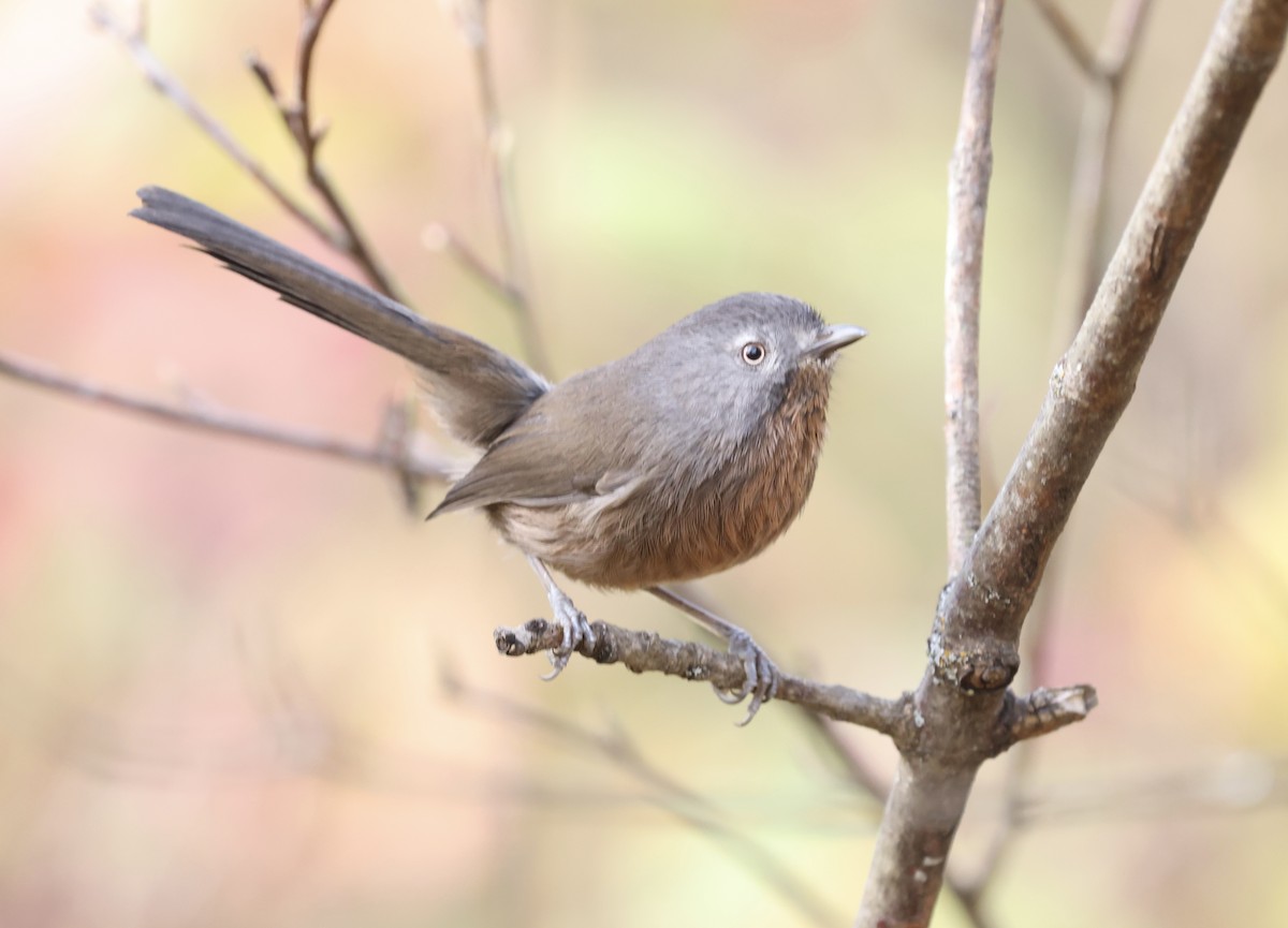 Wrentit - ML645018611
