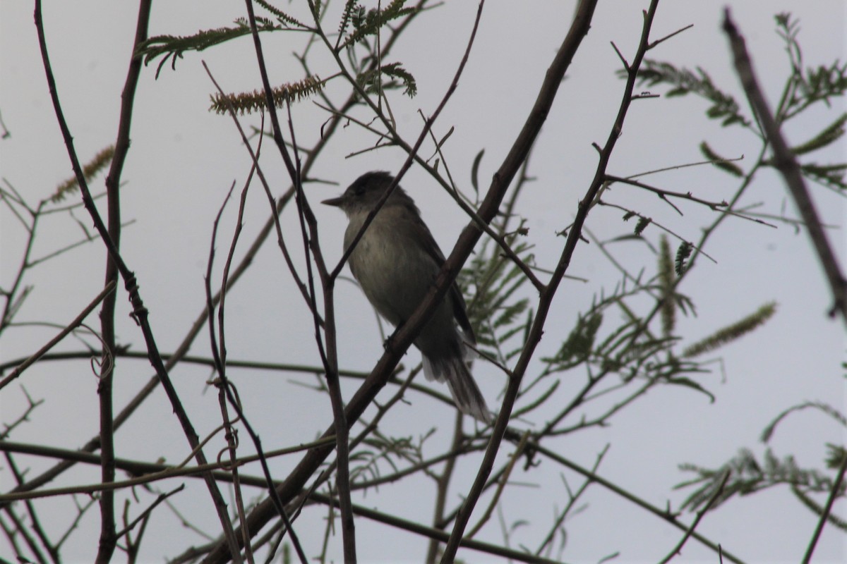 Willow Flycatcher - ML645018621