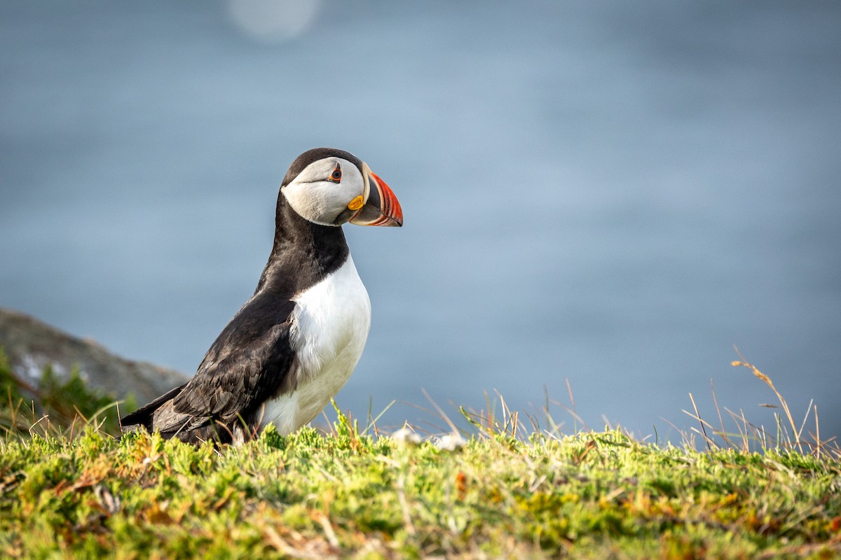 Pulcinella di mare - ML645018623