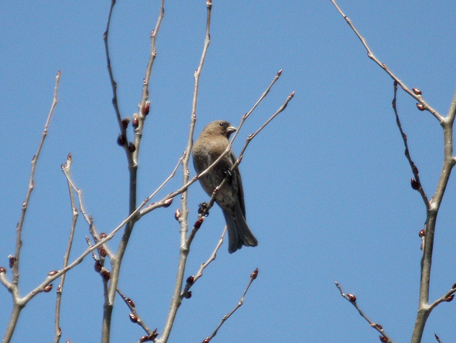 pěnkavice coloradská - ML645018625