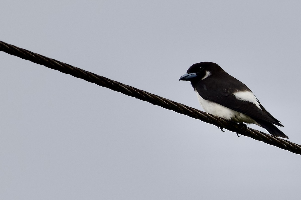 Fidschischwalbenstar - ML645018626