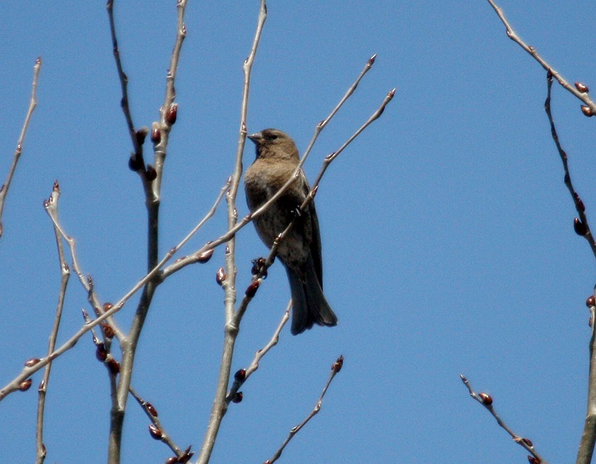 pěnkavice coloradská - ML645018629