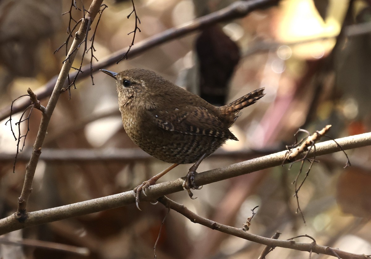 střízlík pacifický - ML645018647