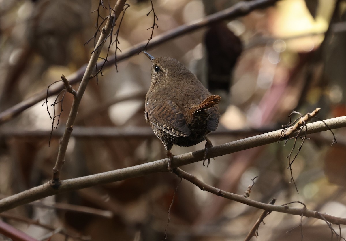 střízlík pacifický - ML645018648