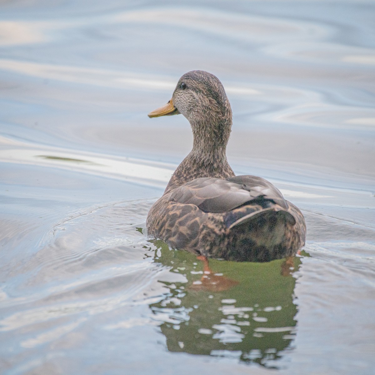 Ahate iluna - ML645018654