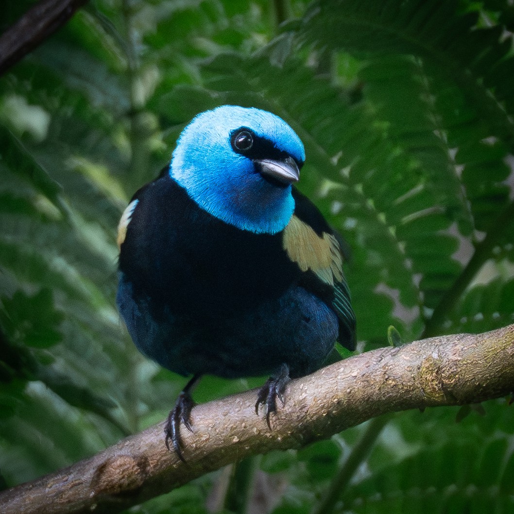 Blue-necked Tanager - ML645018657