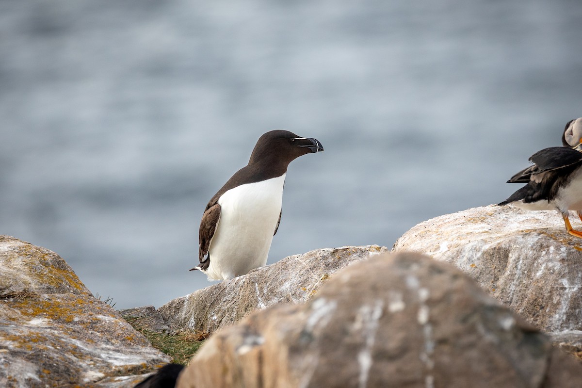 Gazza marina - ML645018676