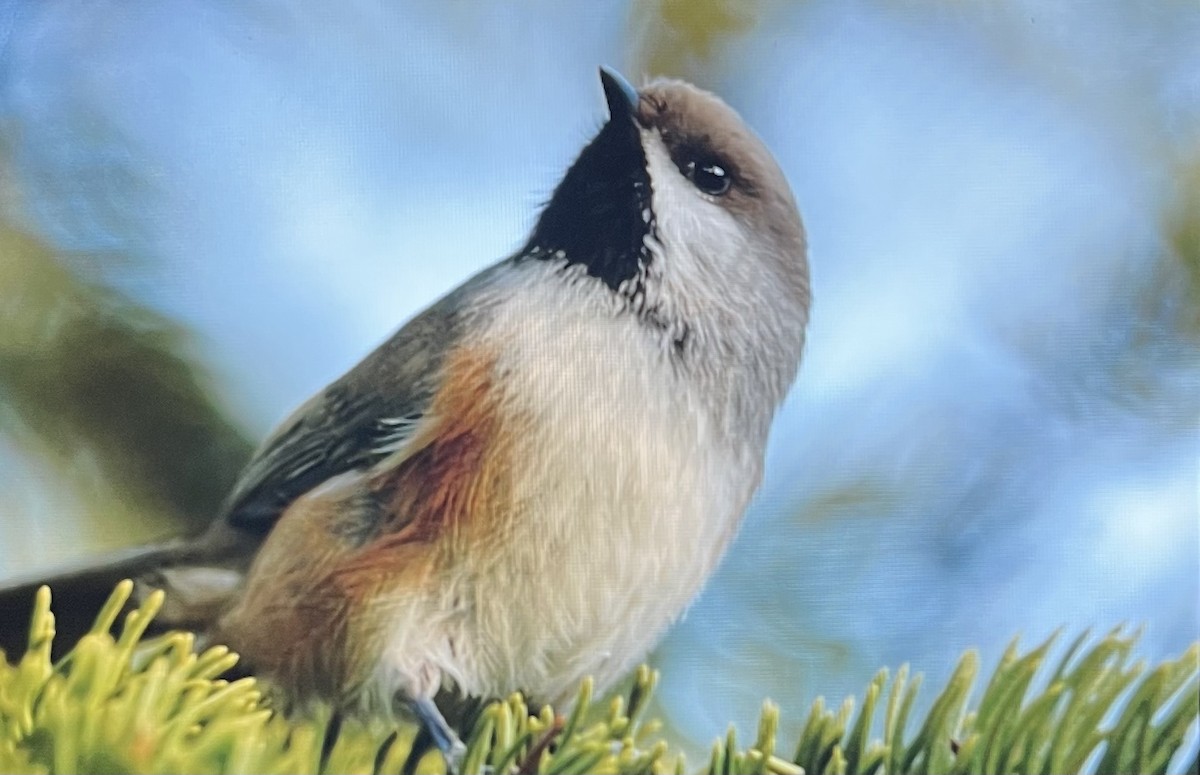 Boreal Chickadee - ML645018687