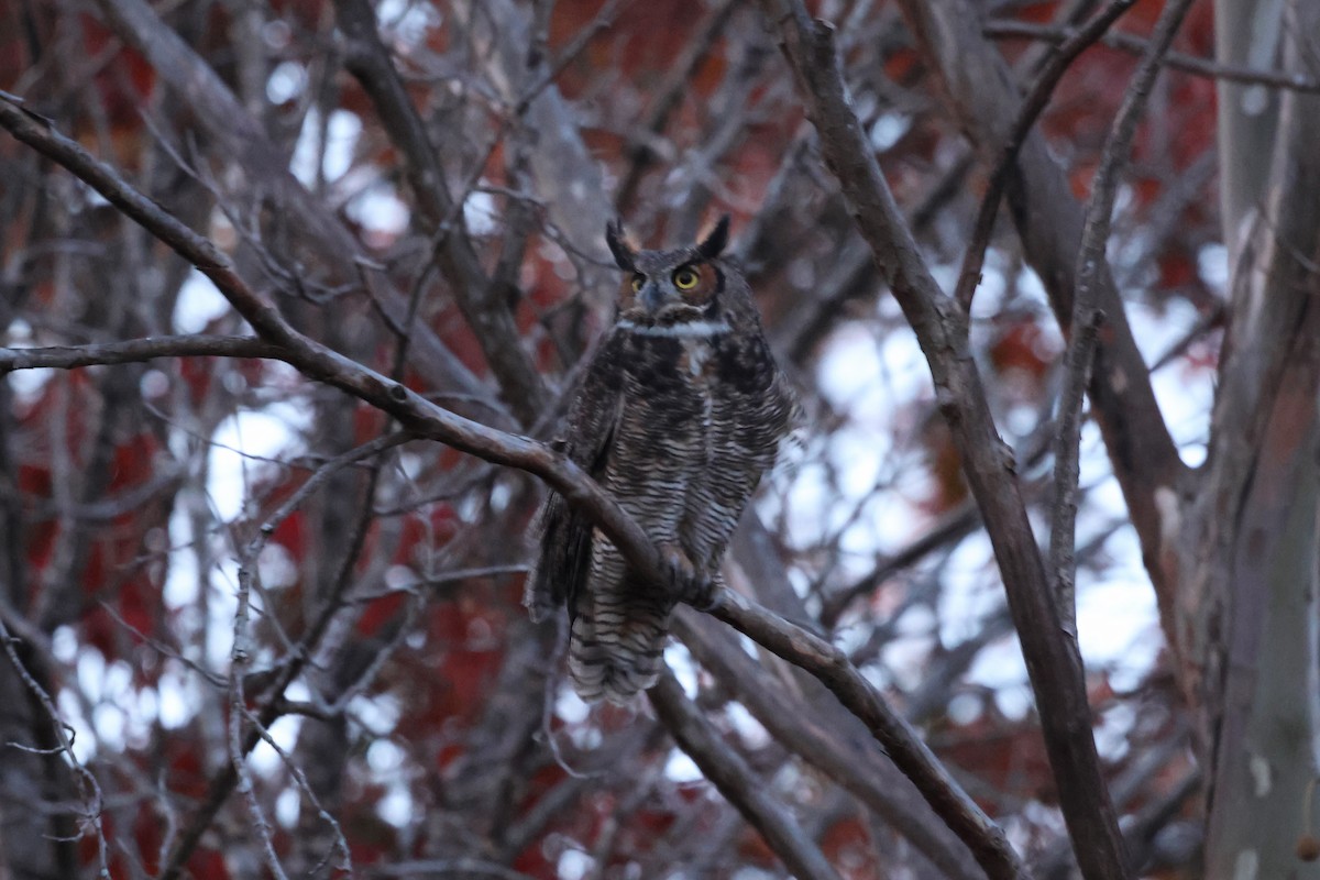 Hontz virginiarra - ML645018699