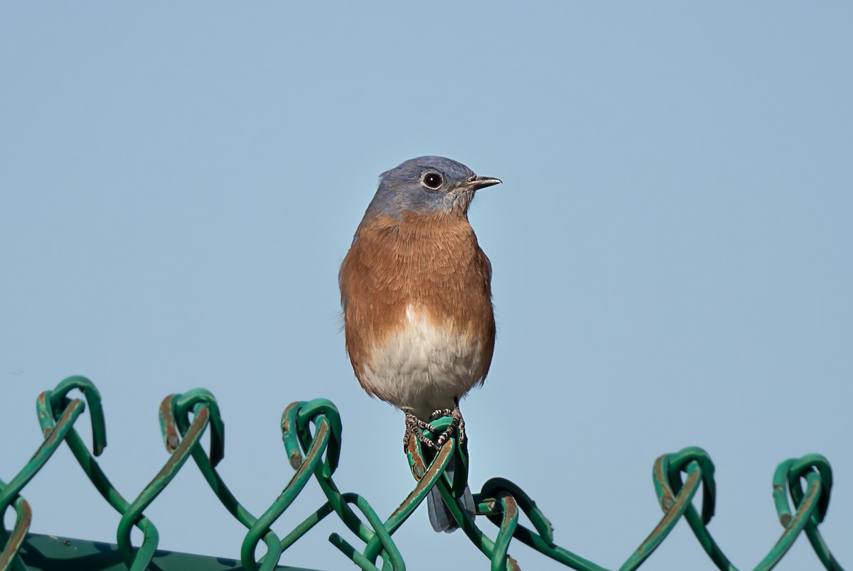 Eastern Bluebird - ML645018700
