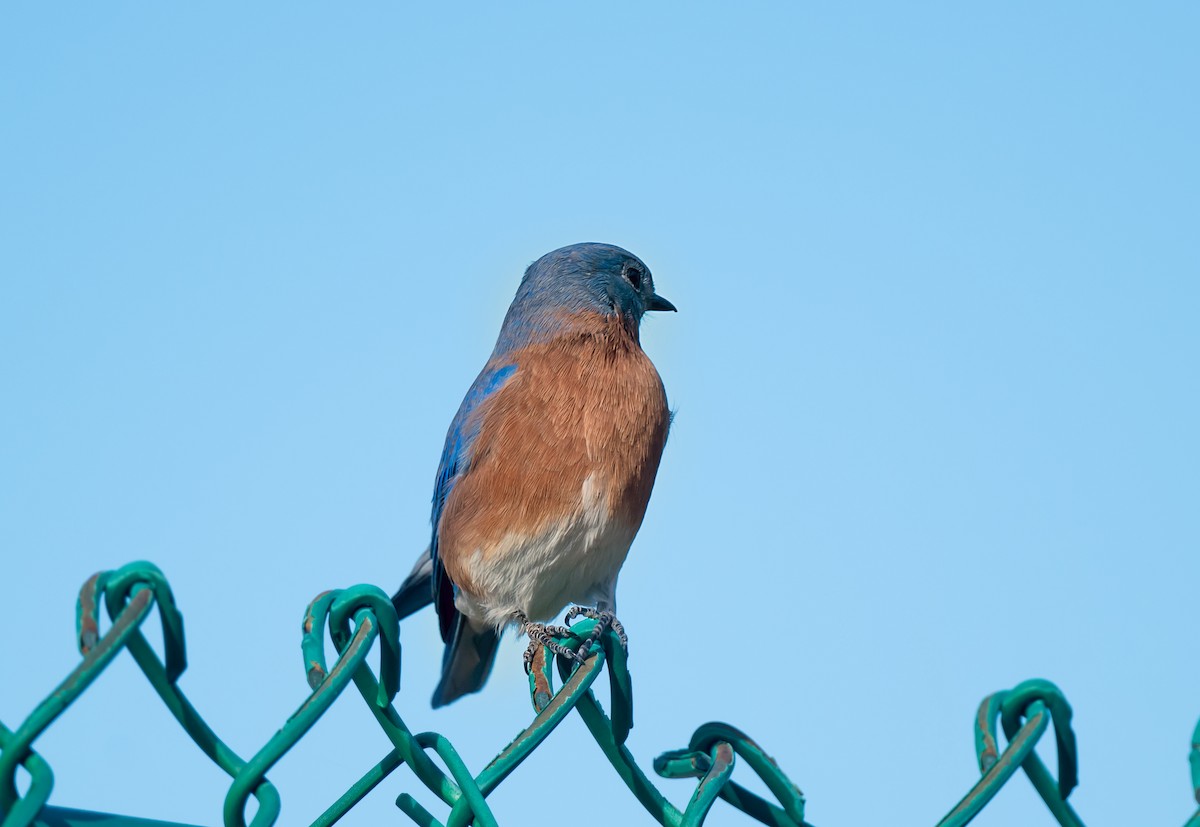 Eastern Bluebird - ML645018701