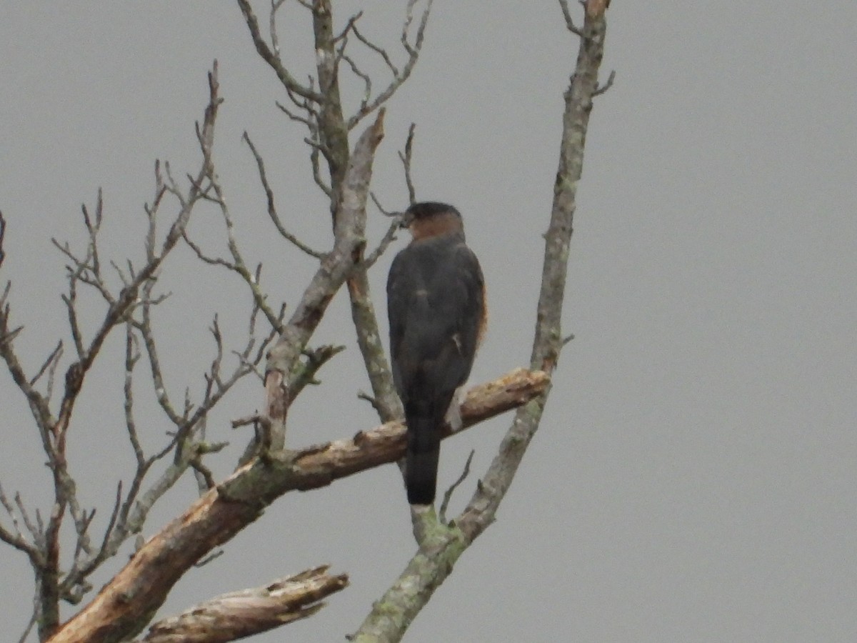 Gavilán de Cooper - ML645018706