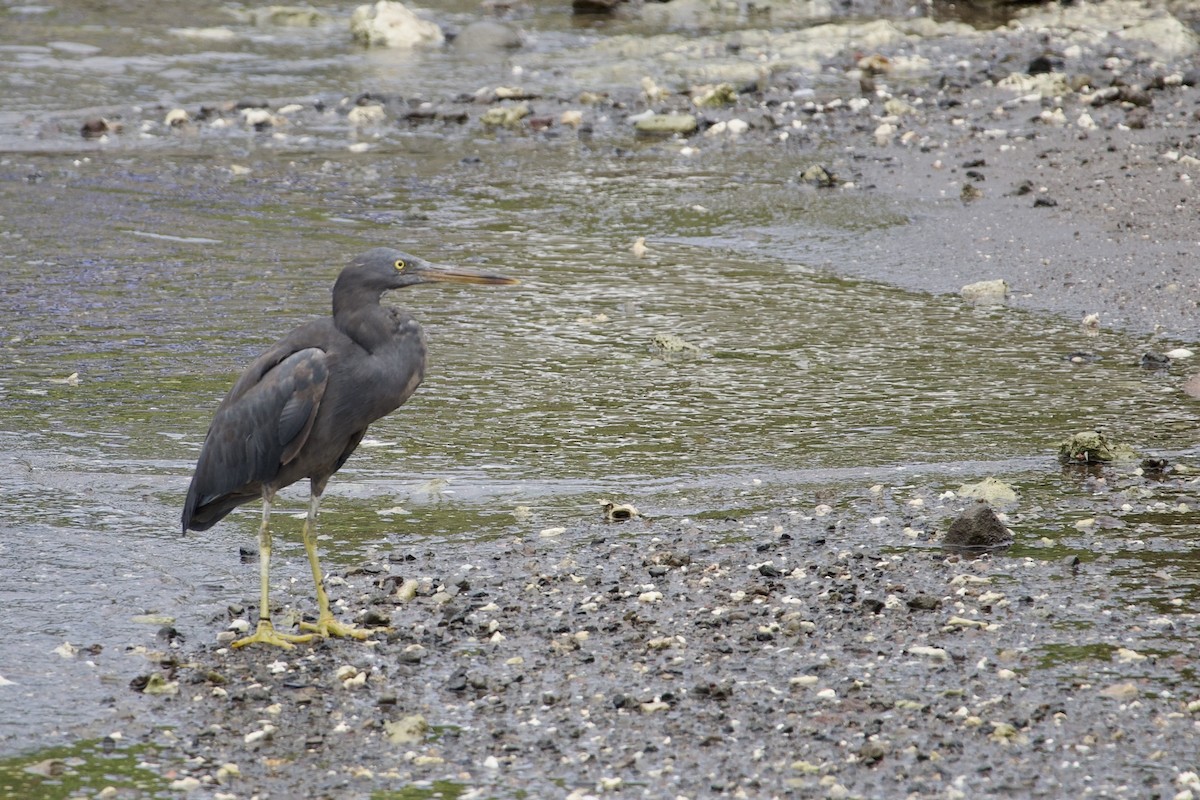 Riffreiher - ML645018711