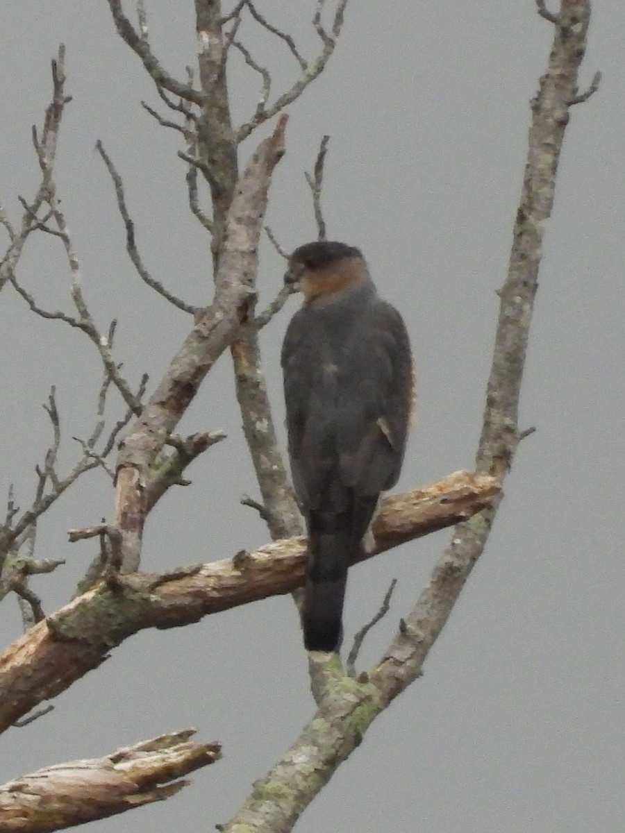 Gavilán de Cooper - ML645018716