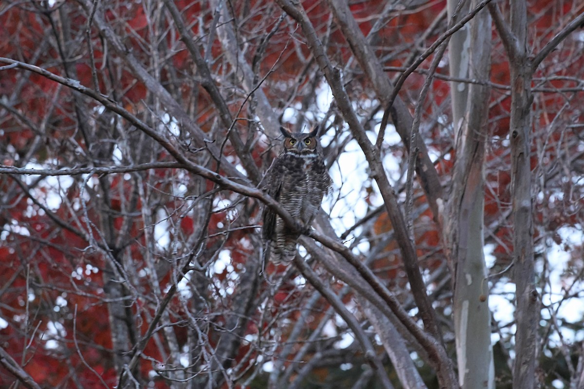 Hontz virginiarra - ML645018720