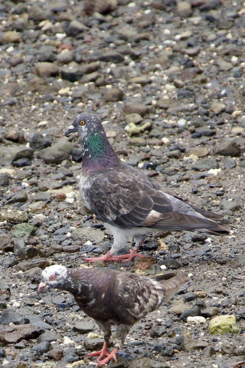 Haitz-usoa (etxekoa) - ML645018722