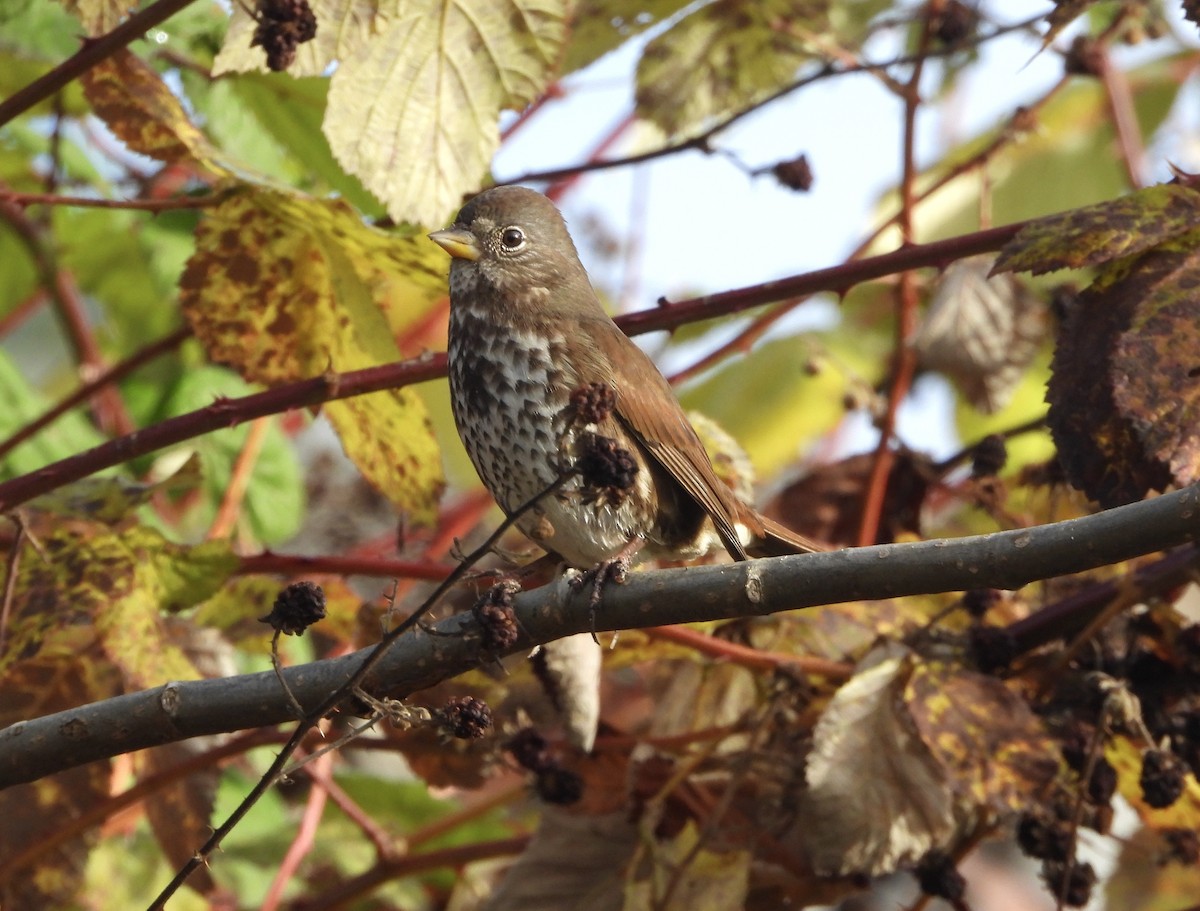 Fox Sparrow - ML645018726