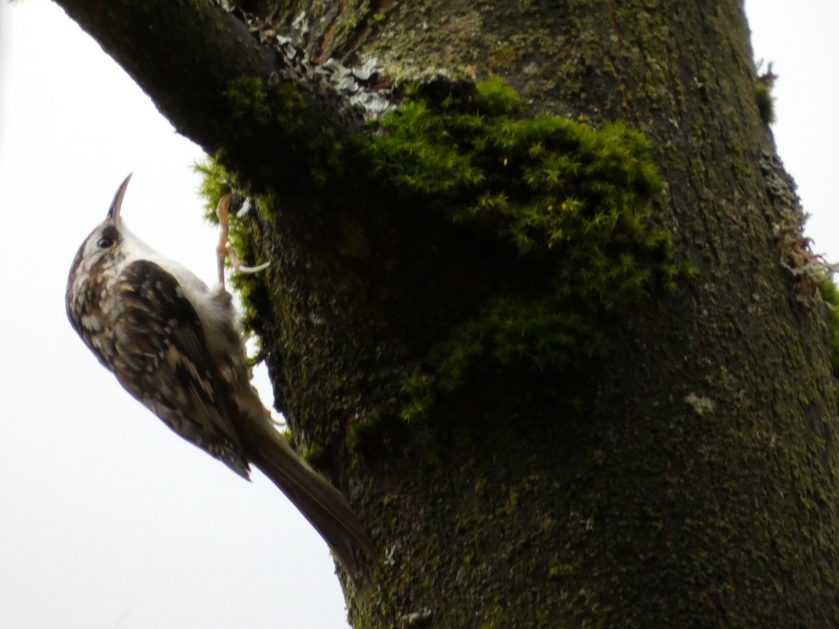 Brown Creeper - ML645018727