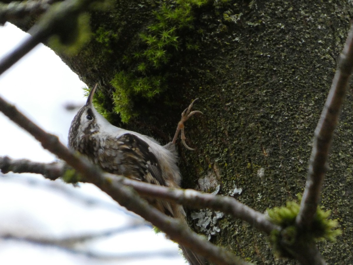 Brown Creeper - ML645018728