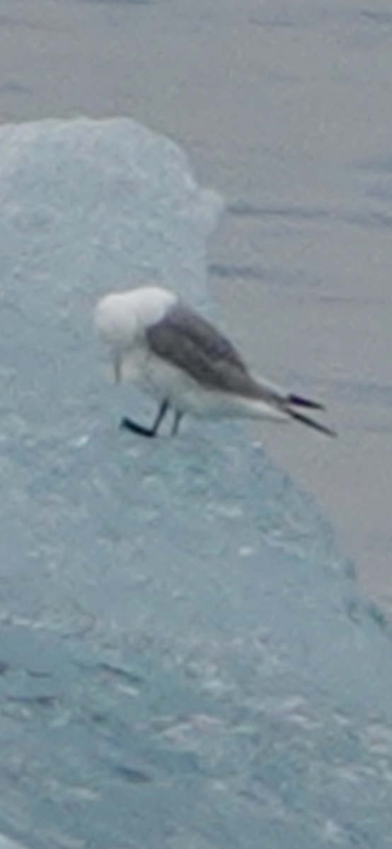 Kara Ayaklı Martı - ML645018737