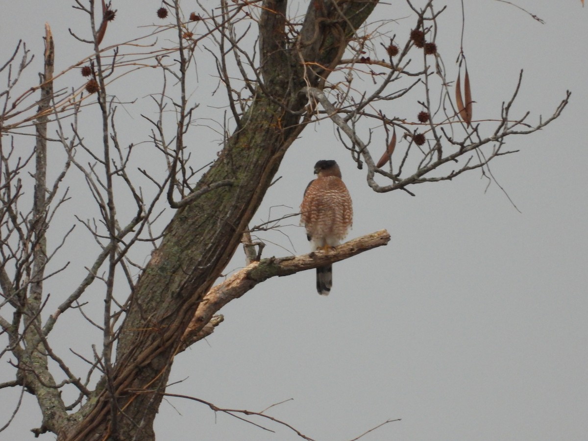 Gavilán de Cooper - ML645018749