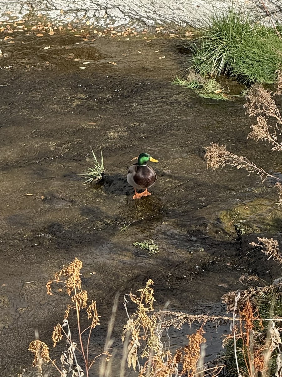 Mallard - ML645018764