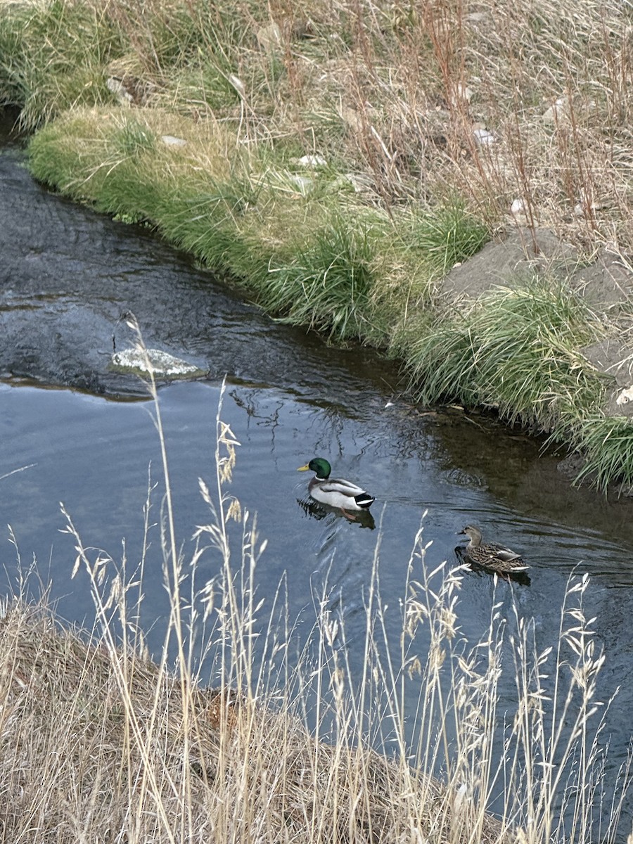 Mallard - ML645018765