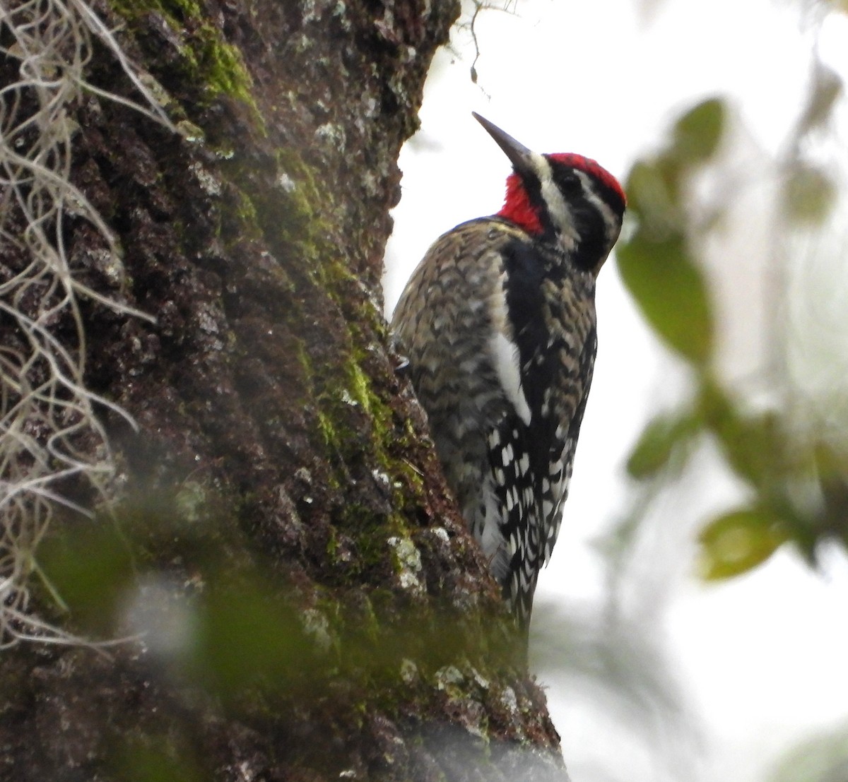 Yellow-bellied Sapsucker - ML645018778