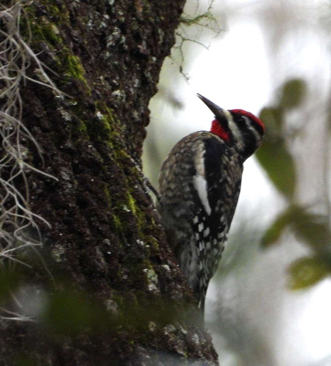 Yellow-bellied Sapsucker - ML645018779