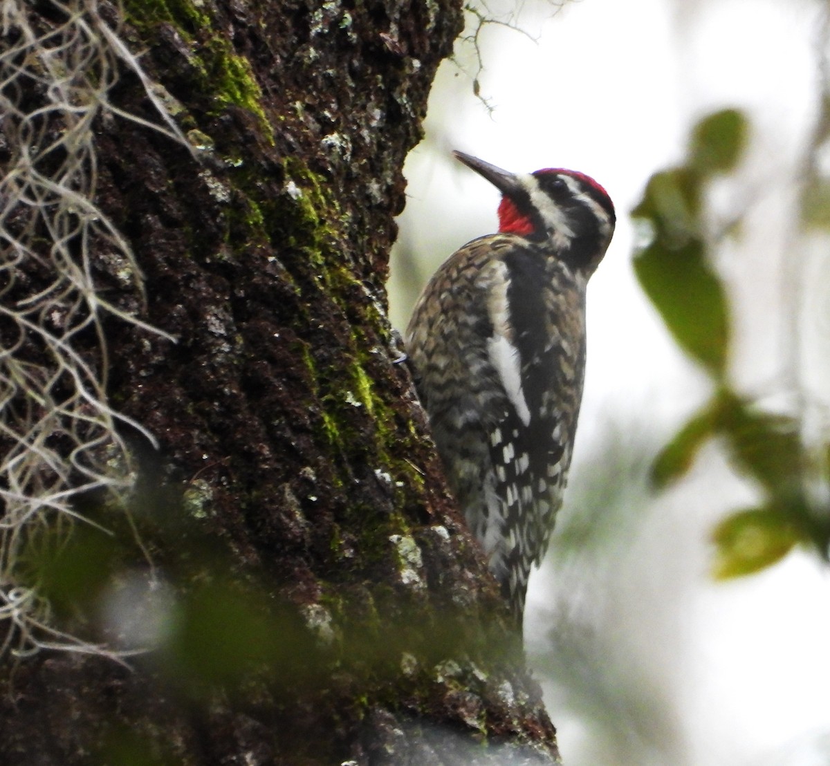Yellow-bellied Sapsucker - ML645018780