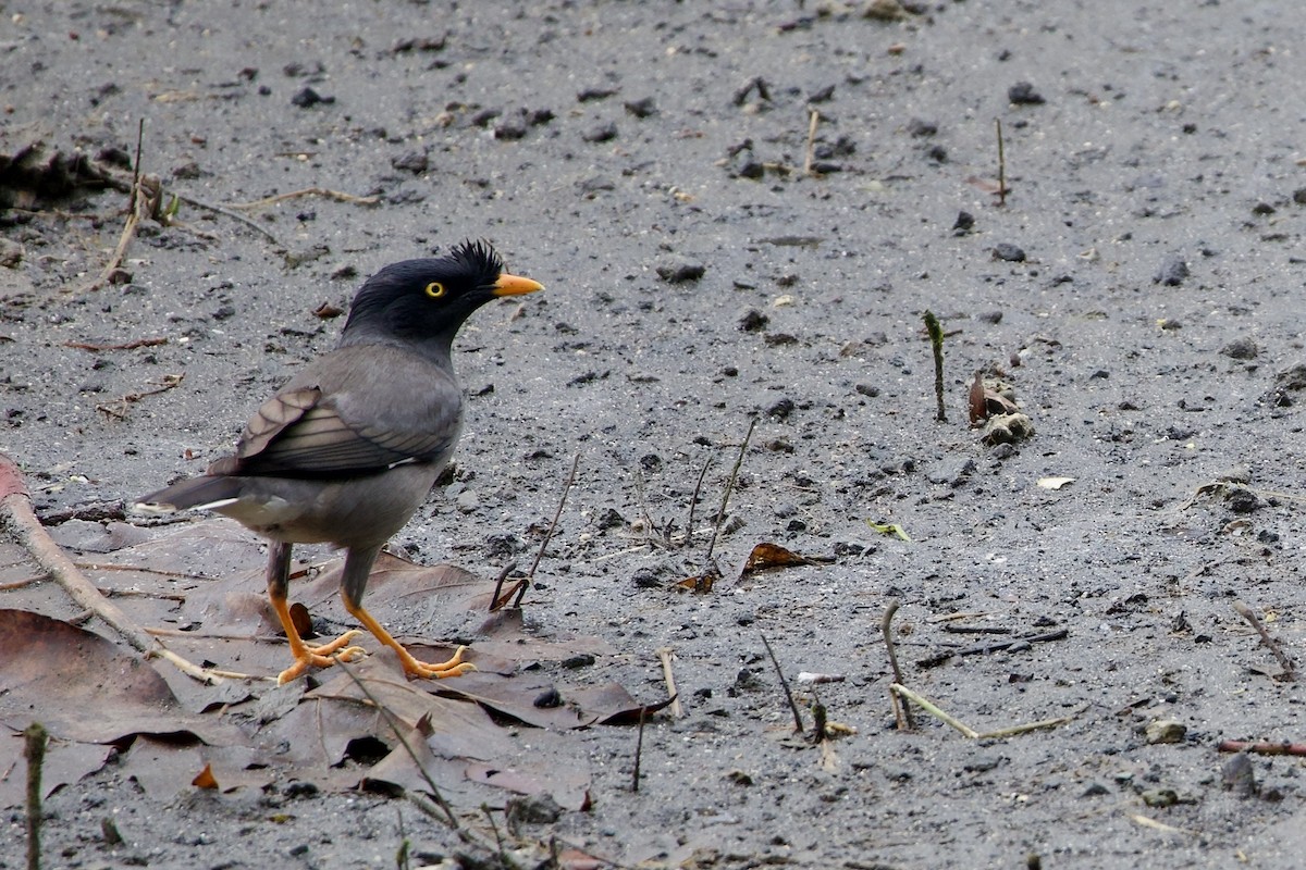 Dschungelmaina - ML645018786