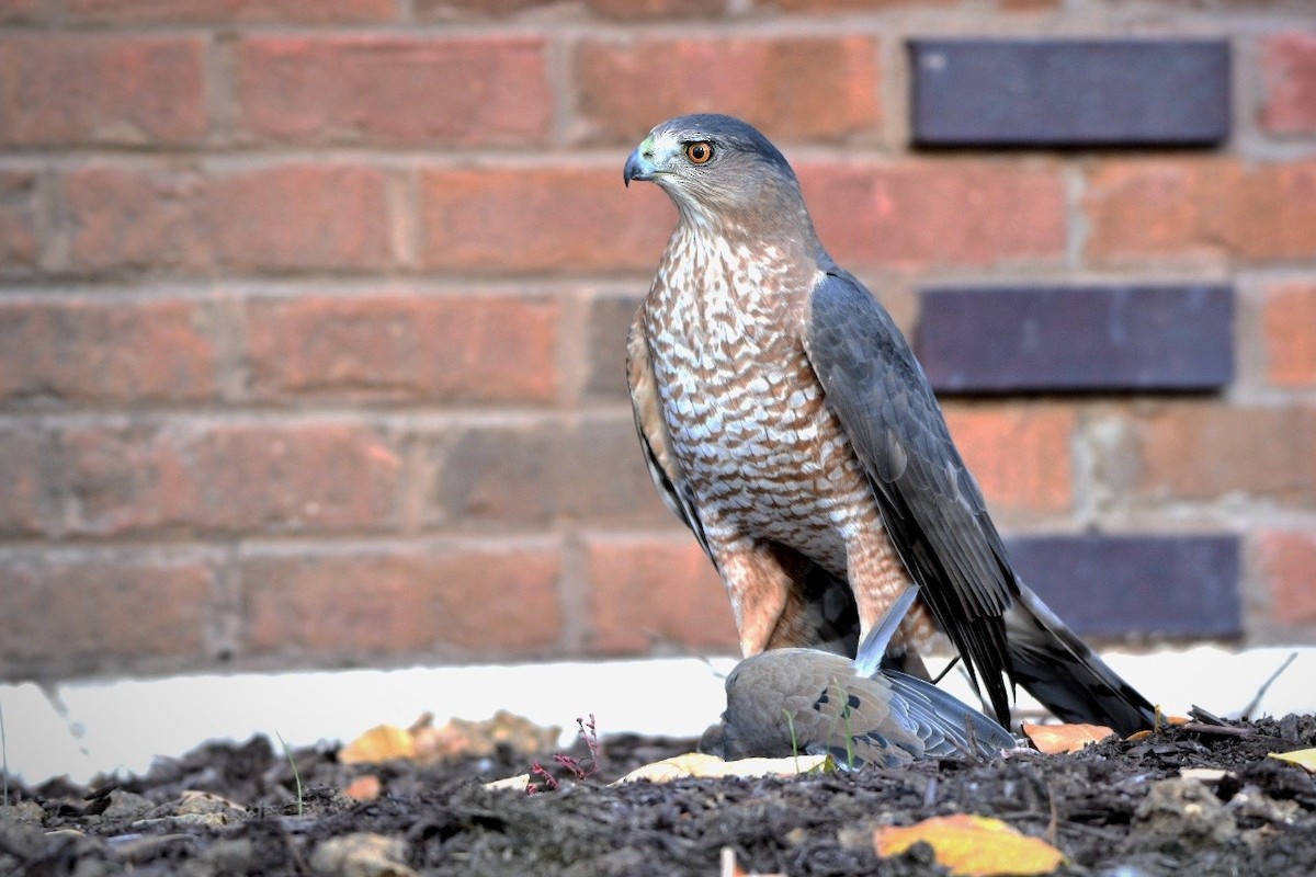 Gavilán de Cooper - ML645018792