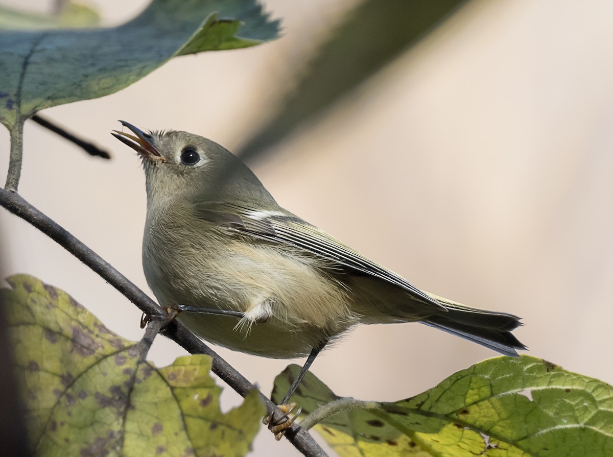 Ruby-crowned Kinglet - ML645018794