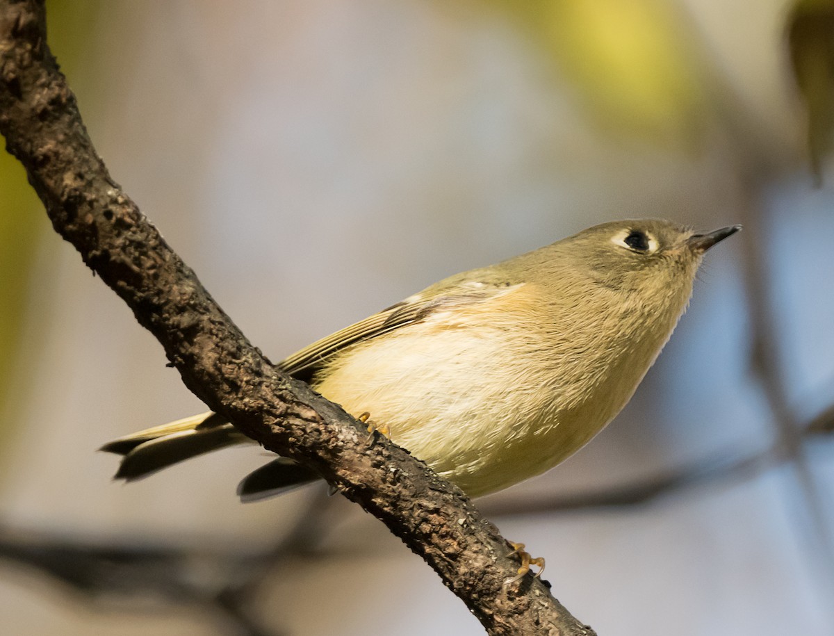 Ruby-crowned Kinglet - ML645018795