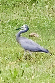 Weißwangenreiher - ML645018800