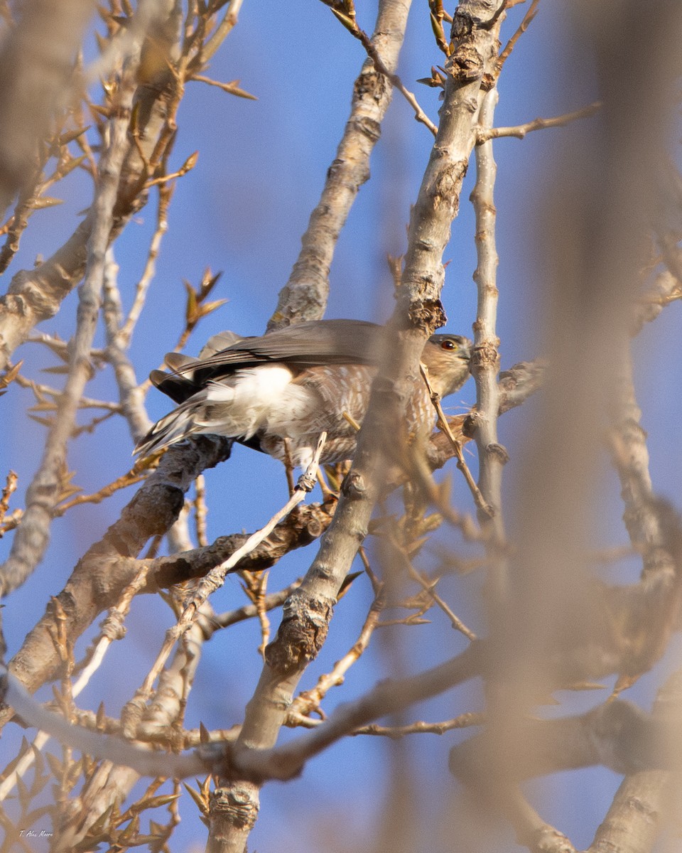 Gavilán de Cooper - ML645018802