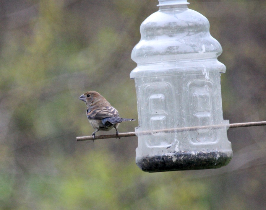 Blue Grosbeak - ML645018816