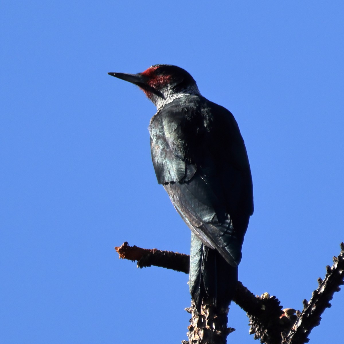 Lewis's Woodpecker - ML645018818