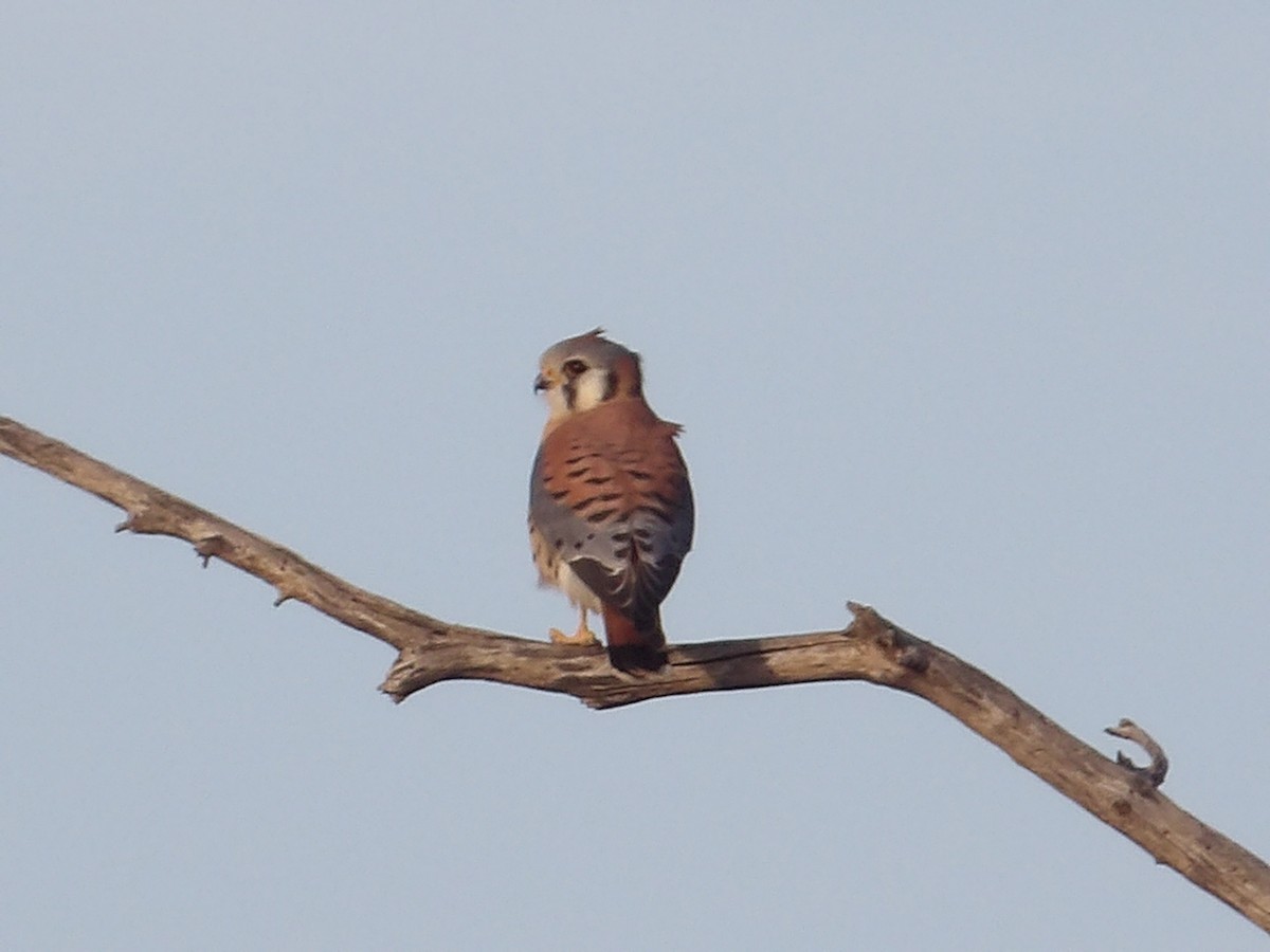 American Kestrel - ML645018821