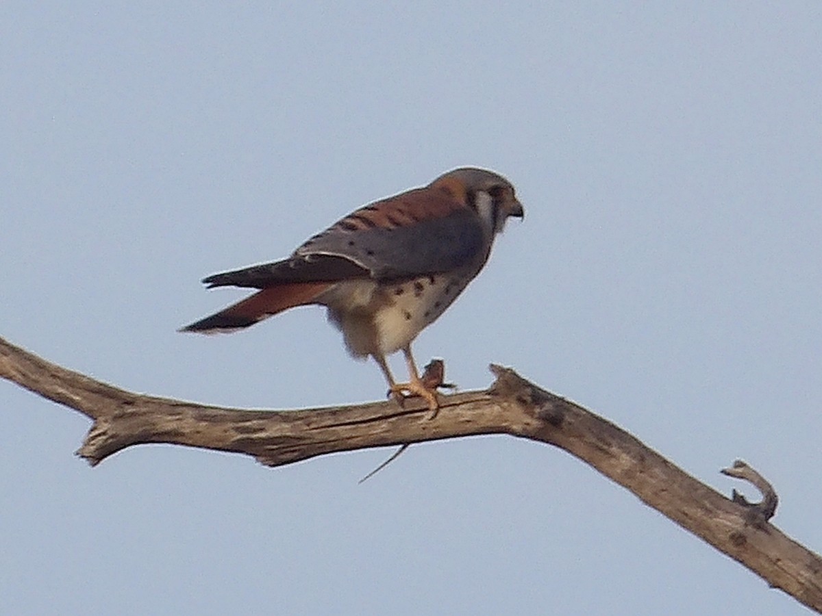 American Kestrel - ML645018822