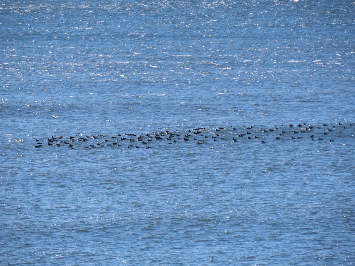 Black Scoter - ML645018823