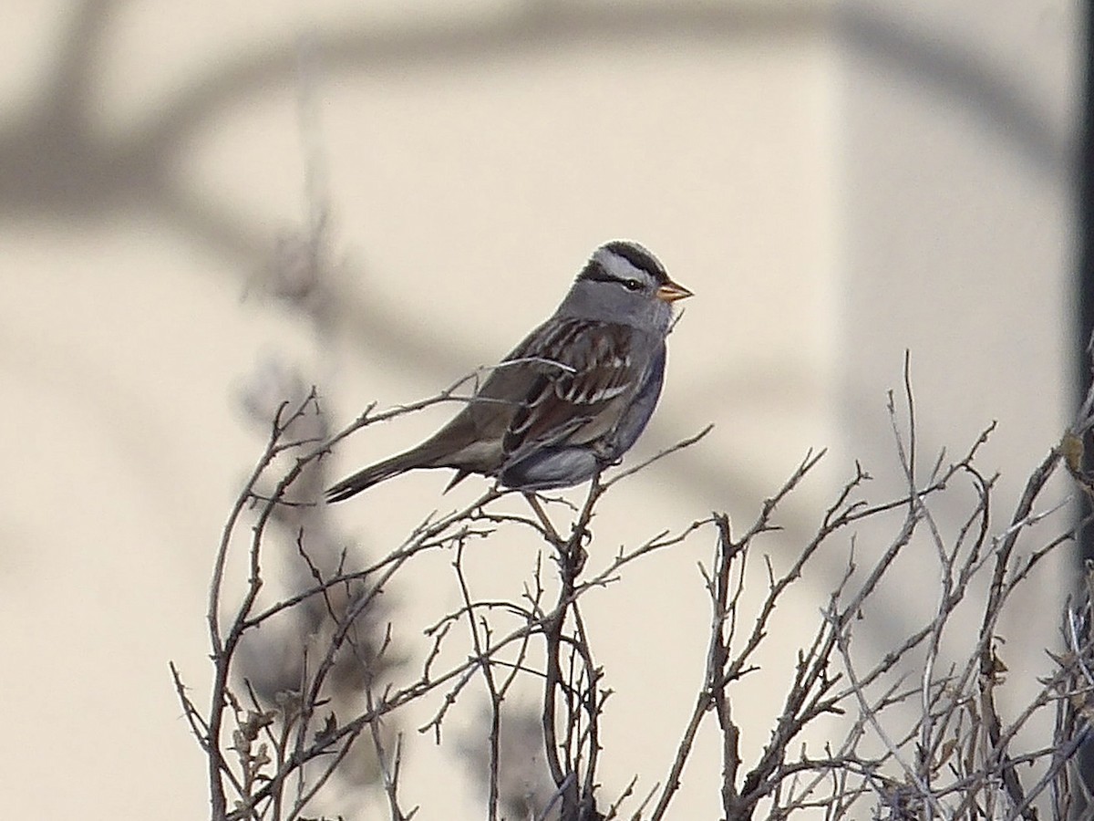 White-crowned Sparrow - ML645018826