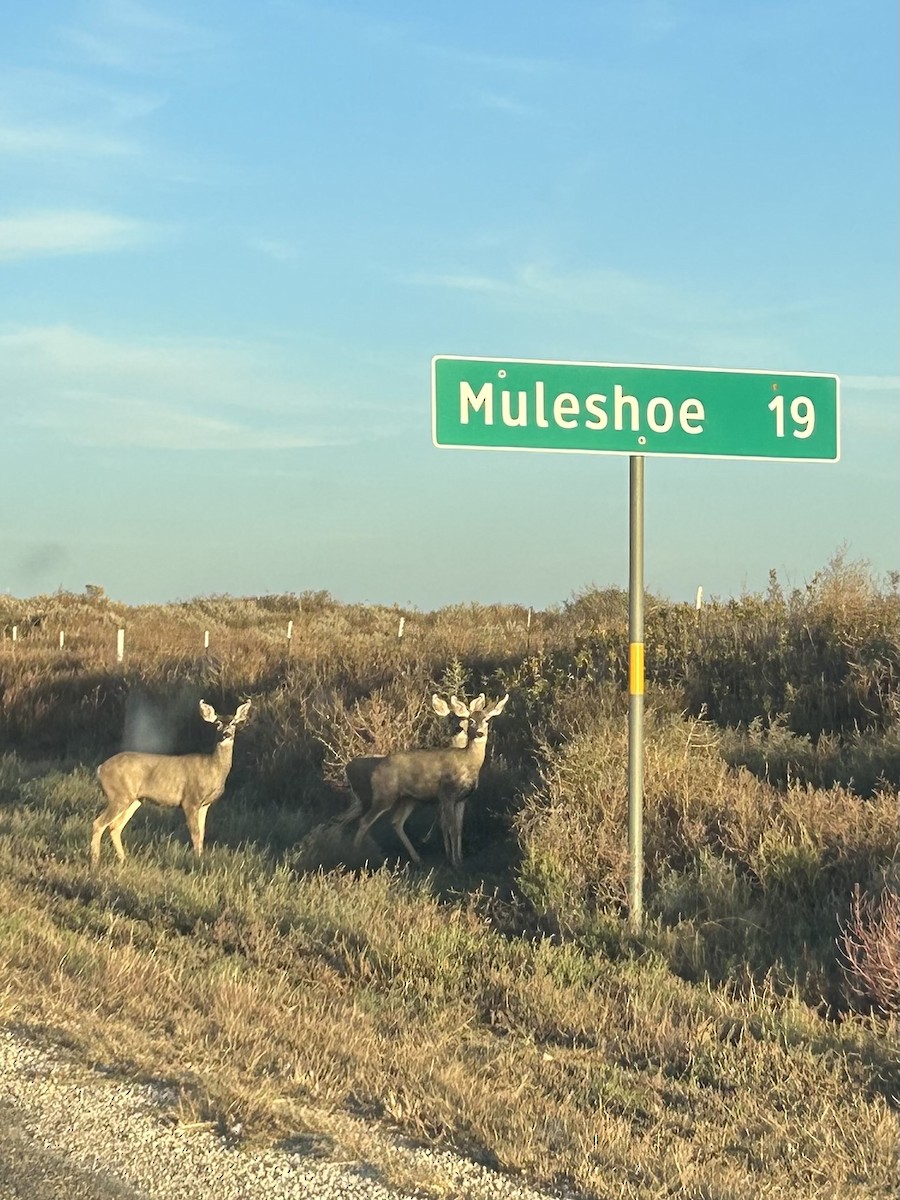 Mule Deer - ML645018828