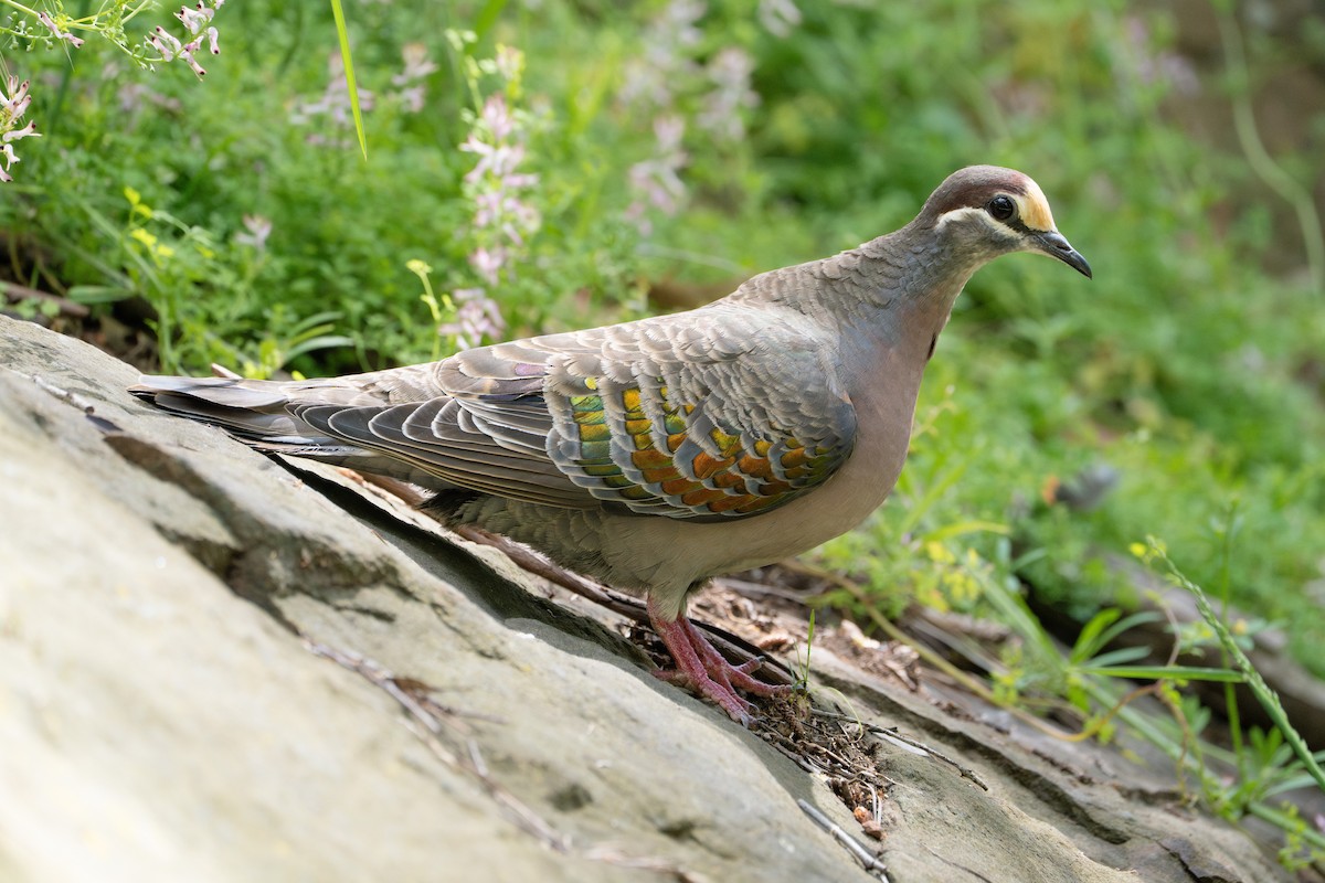 holub bronzovokřídlý - ML645018841