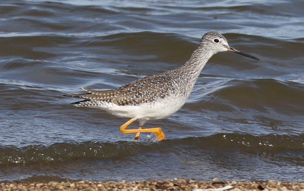 Greater Yellowlegs - ML645018855