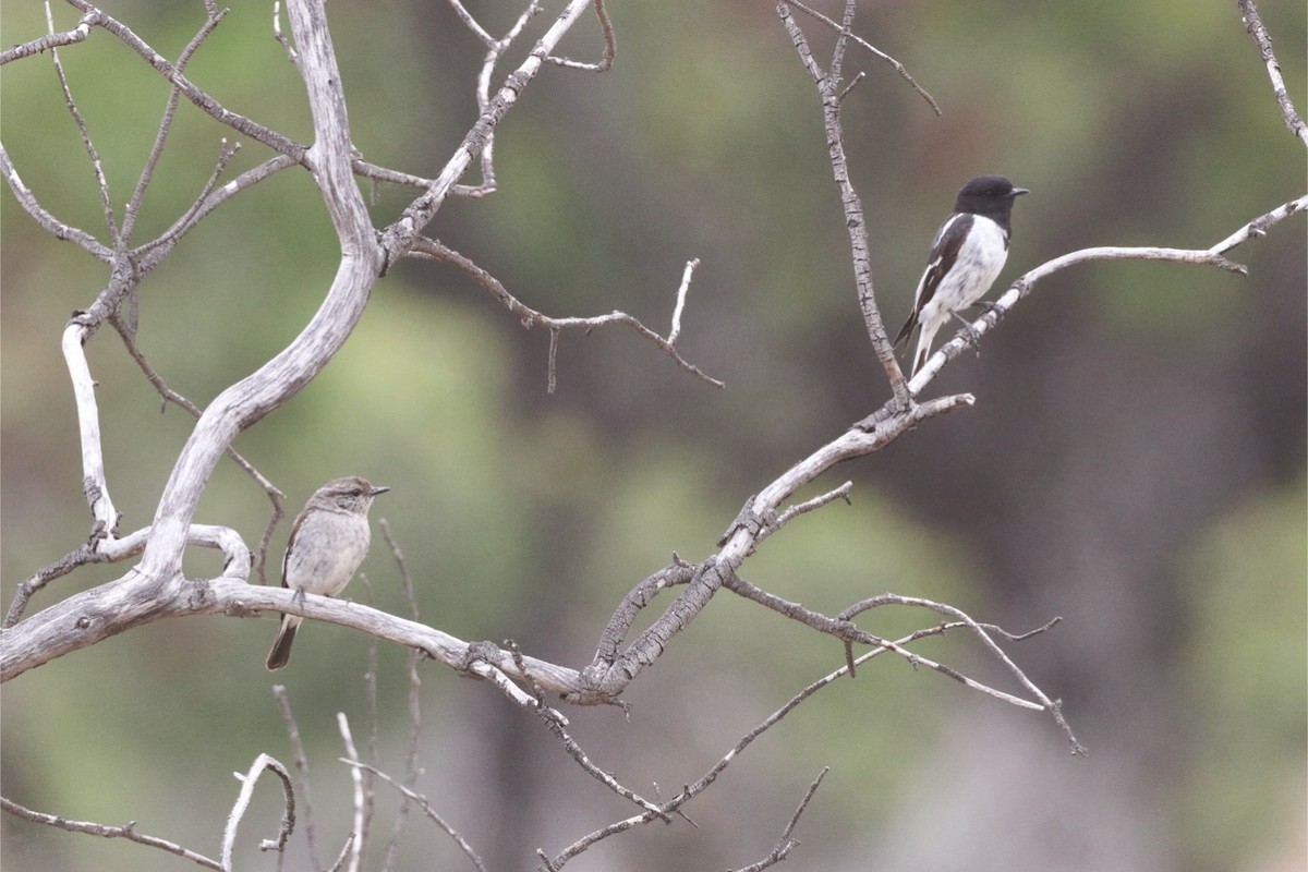 kutteflueskvett - ML645018856