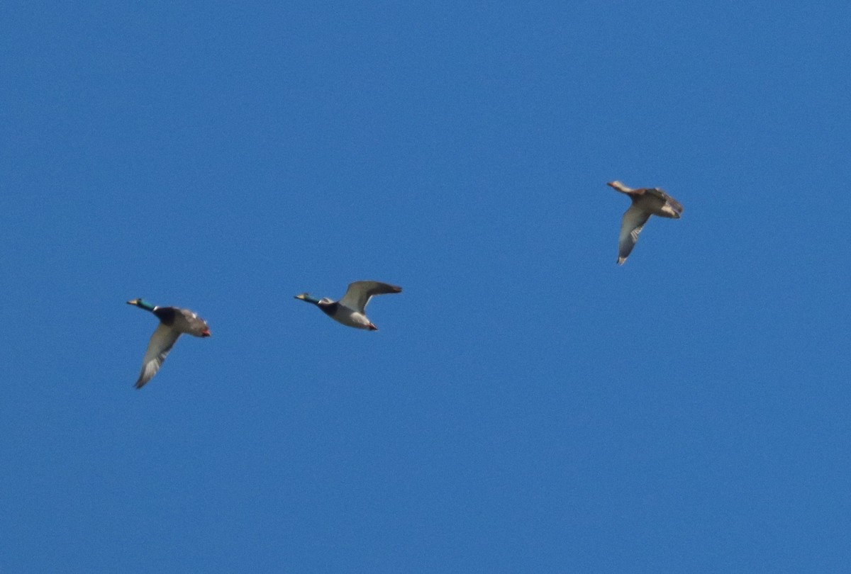 Mallard - ML645018861