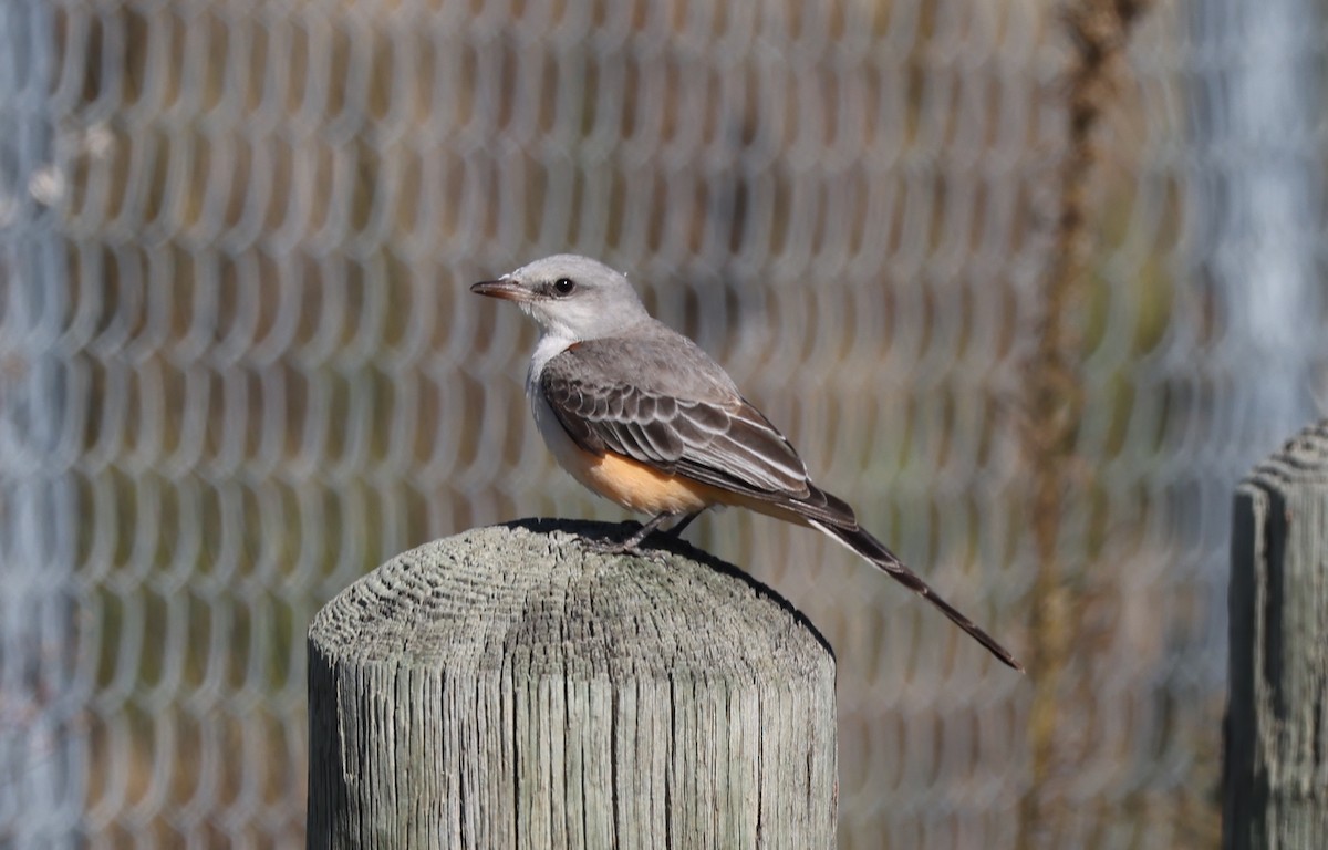 Scissor-tailed Flycatcher - ML645018867